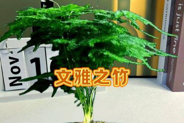 如何通过办公室盆栽改善风水和工作氛围